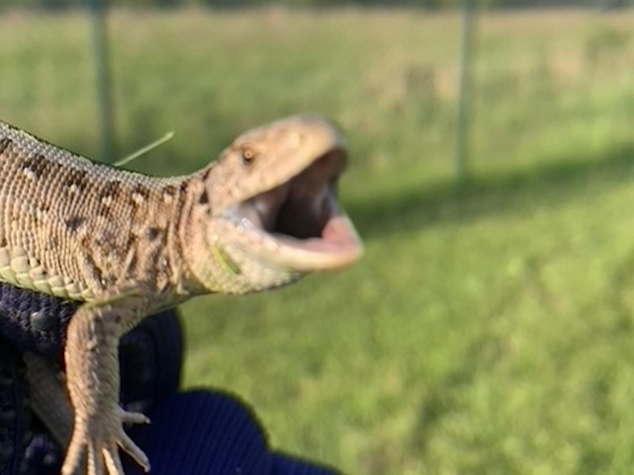 Reptil im Schutzbereich