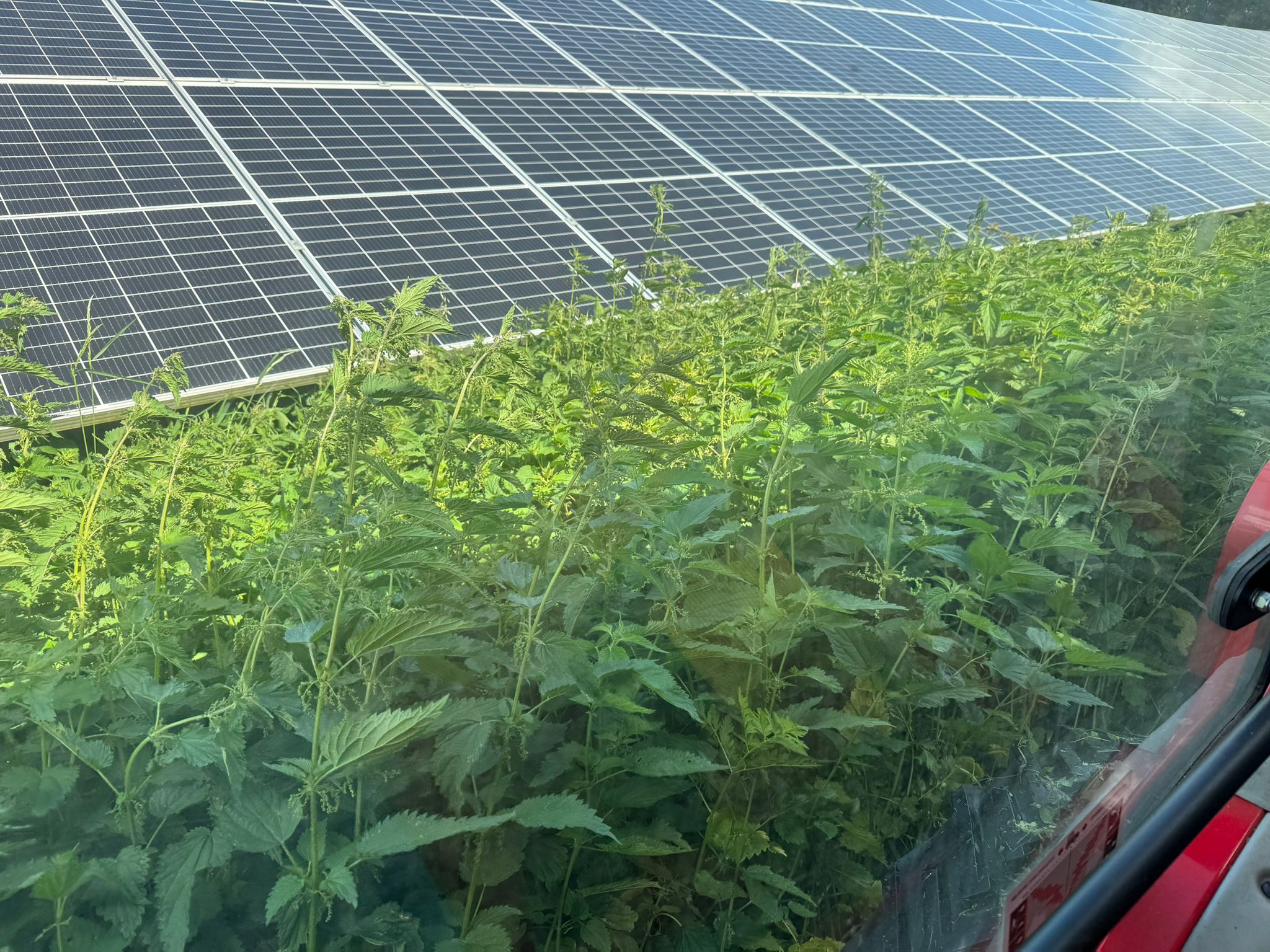 Solarfläche mit starker Begrünung